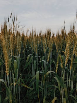 A tranquil wheat field with green leaves swaying under a cloudy sky, showcasing nature's beauty.