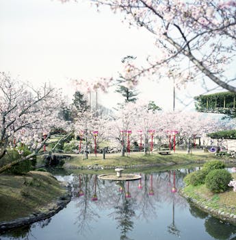 Idyllic spring scene of cherry blossoms in a Japanese garden with reflection pond.